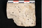 Foto (Objekt + Etikett) von Carpolithes otagoicus Ettingshausen (NHMW-GEO-2024-0188-10165)